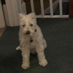 Un Miniature Schnoxie assis sur une moquette et portant un collier autour du cou