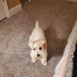 Un Miniature Schnoxie sur une moquette et regardant vers la caméra 