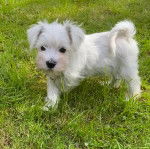 Un Miniature Schnoxie marchant sur une surface gazonnée et portant un collier autour du cou