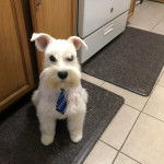 Un Miniature Schnoxie assis sur un tapis et portant une cravate