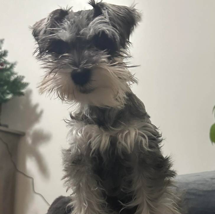 Un Miniature Schnoxie sur un canapé 