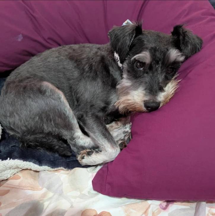 Un Miniature Schnoxie allongé sur un lit et regardant vers la caméra 