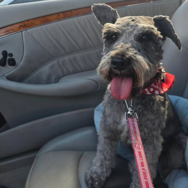 Un Miniature Schnoxie assis sur le siège d'une voiture et qui est tenu en laisse 