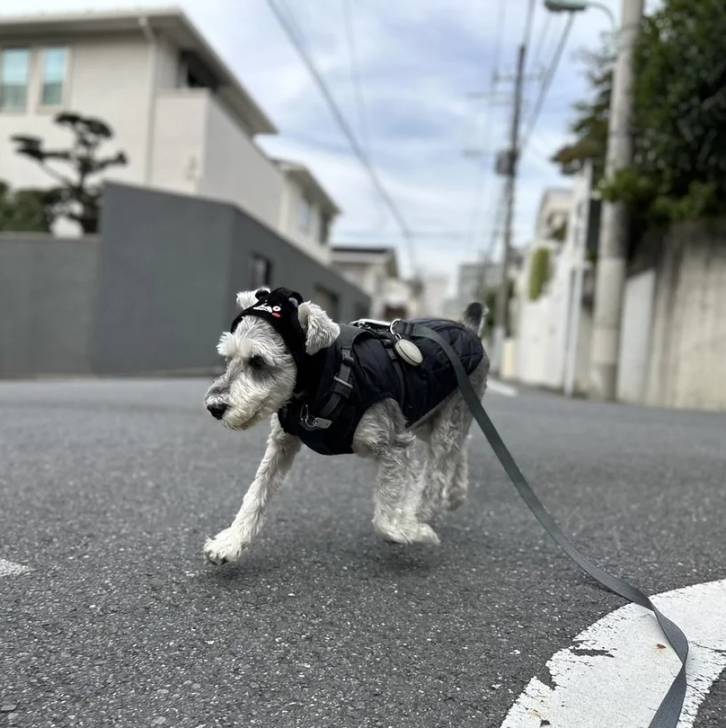 Un Miniature Schnoxie courant sur une surface bitumée et qui est tenu en laisse 