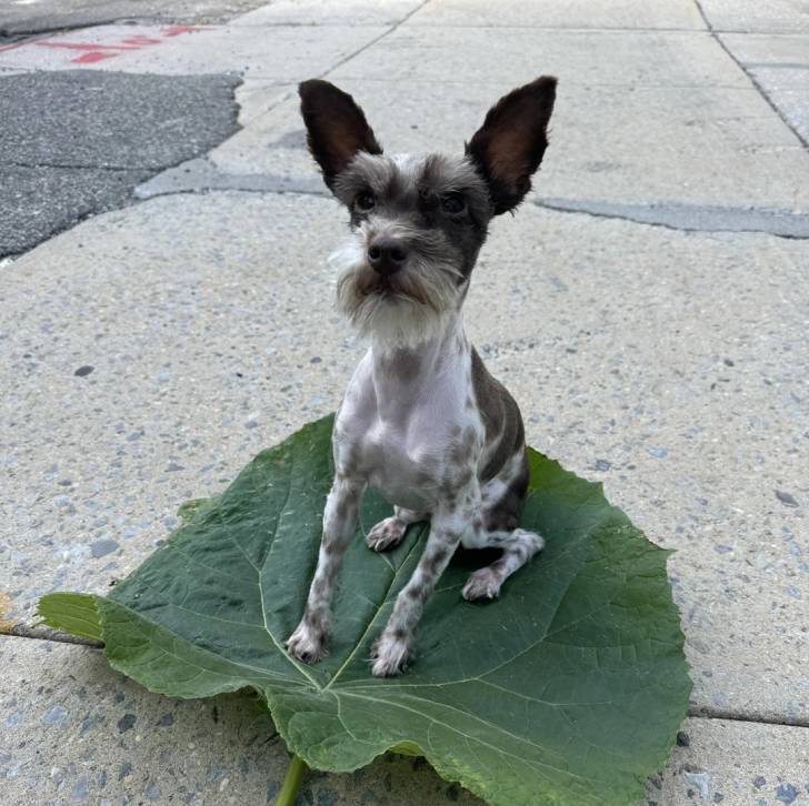 Un Miniature Schnoxie assis sur une feuille et semblant détendu 