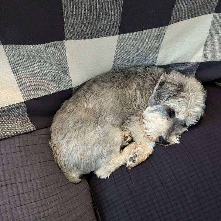 Un Miniature Schnoxie allongé dans un canapé et semblant détendu 