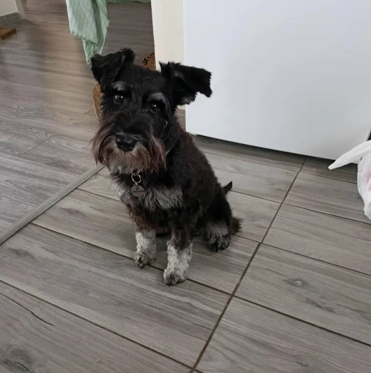 Un Miniature Schnoxie regardant vers la caméra et portant un collier autour du cou
