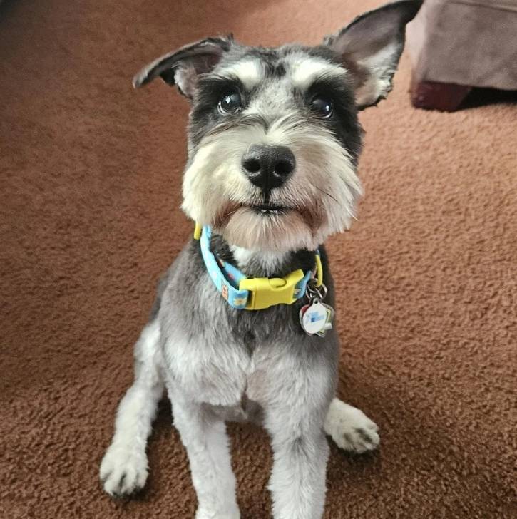 Un Miniature Schnoxie assis sur une moquette et portant un collier autour du cou