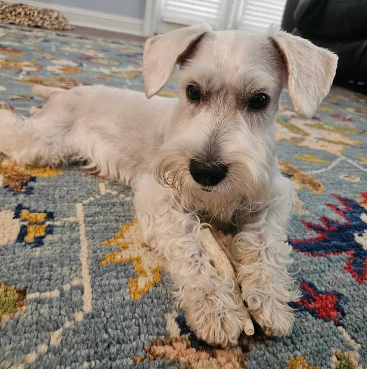 Un Miniature Schnoxie allongé sur un tapis 