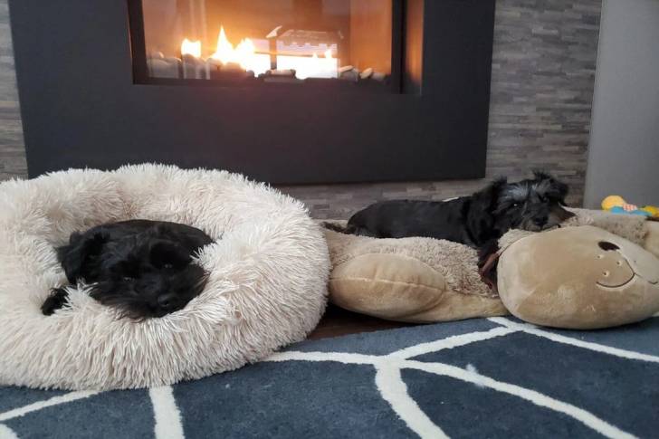 Deux Miniature Schnoxie allongés dans leurs paniers et regardant tous les deux la caméra