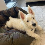 Un West Highland Doxie allongé dans un panier et portant un collier au cou