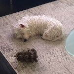 Un West Highland Doxie allongé sur un tapis et semblant dormir