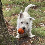 Un West Highland Doxie sur un terrain herbeux et tenant une petite balle dans sa gueule