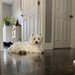 Un West Highland Doxie allongé sur un parquet et regardant la caméra