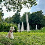 Un West Highland Doxie assis sur un terrain herbeux et portant un harnais