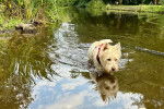 Un West Highland Doxie portant un harnais et marchant dans une mare d'eau 