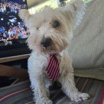 Un West Highland Doxie assis sur une chaise et portant une cravate autour du cou