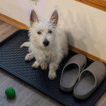 Un West Highland Doxie assis et regardant vers la caméra