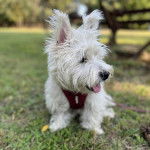 Un West Highland Doxie assis sur un terrain herbeux et portant un harnais 