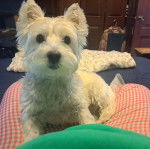 Un West Highland Doxie assis sur les cuisses d'une personne et regardant vers la caméra