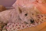 Un West Highland Doxie allongé sur un coussin et regardant vers la caméra