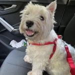 Un West Highland Doxie assis sur le siège d'une voiture et portant un harnais