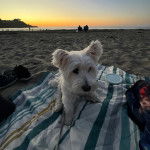 Un West Highland Doxie assis sur pagne  