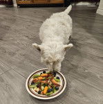 Un West Highland Doxie mangeant dans son assiette