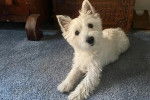 Un West Highland Doxie allongé sur une moquette et regardant vers la caméra