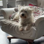 Un West Highland Doxie allongé sur un fauteuil