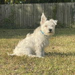 Un West Highland Doxie assis sur un terrain herbeux et portant un collier au cou