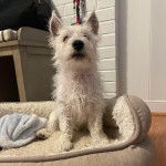 Un West Highland Doxie assis dans un panier et regardant vers la caméra 