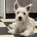 Un West Highland Doxie allongé sur un sol carrelé et regardant vers la caméra