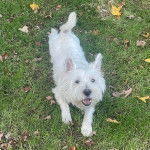 Un West Highland Doxie sur terrain herbeux et ouvrant la gueule 