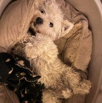 Un West Highland Doxie allongé dans un panier et regardant vers la caméra