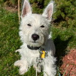 Un West Highland Doxie assis sur un terrain herbeux et tenu en laisse