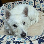 Un West Highland Doxie allongé sur un panier et regardant vers la caméra