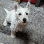 Un West Highland Doxie assis sur un tapis et regardant vers la caméra