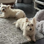 Deux West Highland Doxie allongés sur un tapis et regardant vers la caméra