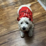 Un West Highland Doxie allongé sur un parquet et regardant vers la caméra