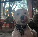 Un West Highland Doxie portant un foulard autour du cou et se léchant les babines