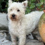 Un West Highland Doxie sur une surface carrelé