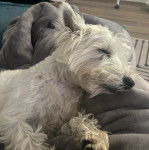 Un West Highland Doxie allongé sur une couverture et semblant dormir