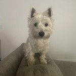 Un West Highland Doxie assis sur le coussin d'un canapé et regardant vers la caméra