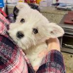 Un West Highland Doxie tenu dans les bras d'une personne et regardant vers la caméra