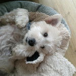 Un West Highland Doxie allongé sur le dos dans un panier et regardant vers la caméra