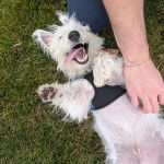 Un West Highland Doxie allongé sur le dos sur une surface herbeuse et se faisant caresser les poils 