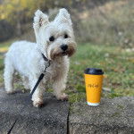 Un West Highland Doxie sur une pierre et qui est tenu en laisse