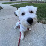 Un West Highland Doxie assis portant un harnais et regardant vers la caméra