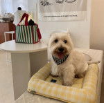 Un West Highland Doxie assis dans un panier et portant un foulard autour du cou